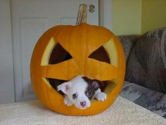 Puppies Wallpaper Halloween HD