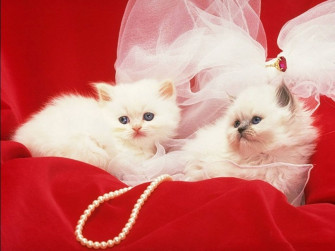 Beautiful Cats Wallpaper