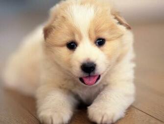 Wallpaper Dogs Puppy Wolf Golden Retriever Puppies