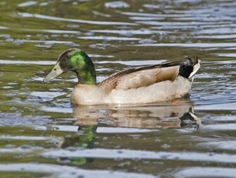 Mallard Duck In Water Wallpaper Me