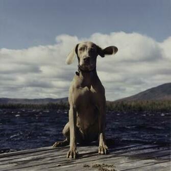 Wegman Weimaraner Photos The Dog Wallpaper Best