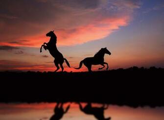 Wild Horse Wallpaper Pictures Image