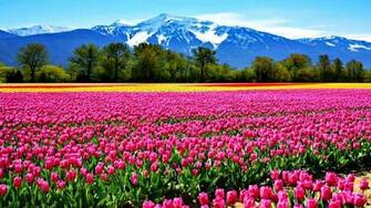 Tulips Field Wallpaper HD