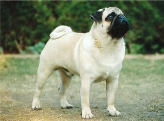 All Wallpaper Pug Dog HD