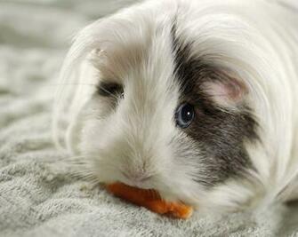 Cute Guinea Pigs Wallpaper HD For Desktop