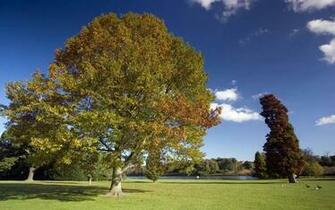Desktop Wallpaper Fall Trees In HD