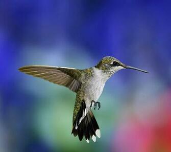 Photos Desktop Exotic Bird Wallpaper Birds Pictures
