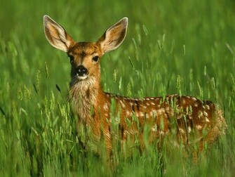 Wallpaper Deer For Walls HD Desktop