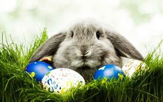 Easter Bunny Wallpaper