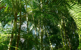 Palm Wallpaper