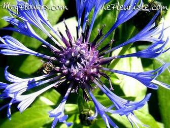 Megflowers Wallpaper Small Jpg