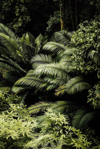 Plants Aesthetic Wallpaper