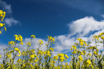 Blue Sky Flowers Pictures Image
