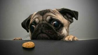 Crazy Pug Wallpaper HD