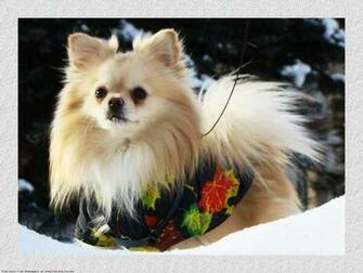 The Pomeranian Dog Desktop Wallpaper Pictures For Pc Mac