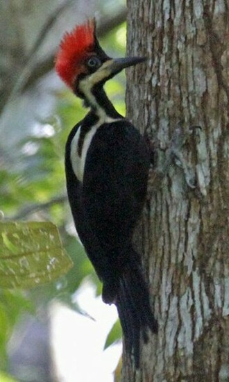 Woodpecker Wallpaper Android Apps On Google Play