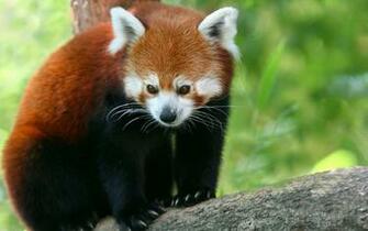 Baby Red Pandas Wallpaper Panda
