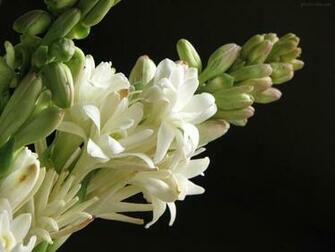 Best Tuberose Wallpaper