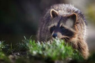 Raccoon Computer Wallpaper Desktop Background