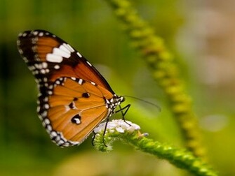 3d Butterfly Wallpaper