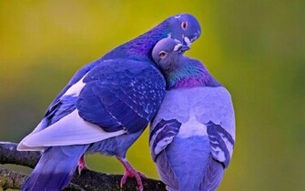 Love Bird Kissing HD Wallpaper Rocks
