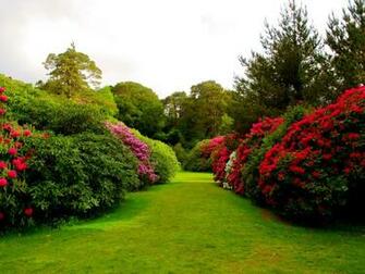 Mixed Garden HD Wallpaper You Are Ing The Nature