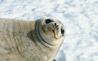 Sea Lion Wallpaper Animal