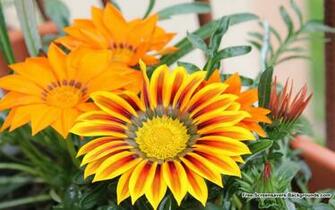 Flowers Screensavers And Background