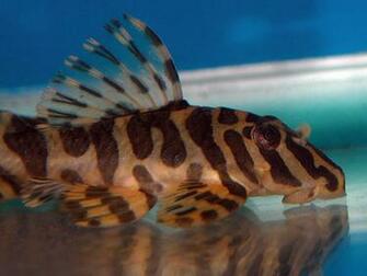 Freshwater Fish Wallpaper
