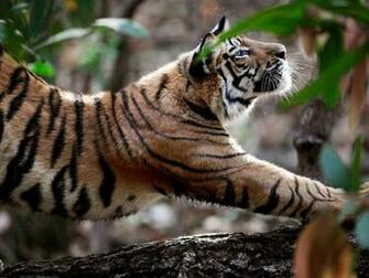 Tiger Pics The Bengal Or Royal