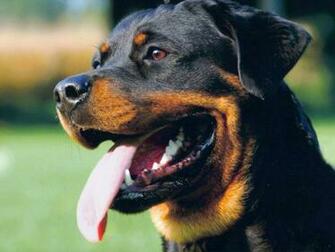 Rottweiler Wallpaper
