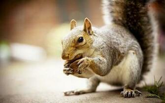 Wallpaper Cute Little Squirrel HD