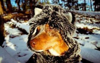 Nature Winter Snow Animals Dogs Funny Scarfs Friend HD Wallpaper
