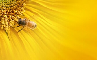 Bee On A Sunflower Wallpaper