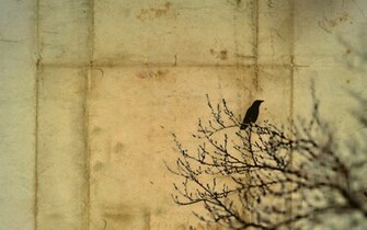 Bird Writing Style Background Wallpaper