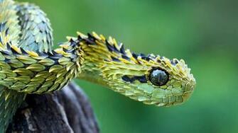 Snake Macro Photography Wallpaper Pics With