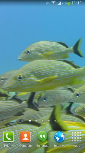 Tropical Fish Underwater Live2 Android Apps On Google Play