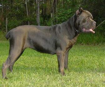 Pics Photos Ugly Dog Wallpaper