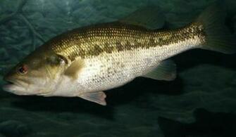 Largemouth Fish Related Keywords Suggestions Long