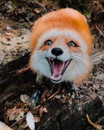 Everythingfox H A P Y Juniper The Fox Pet