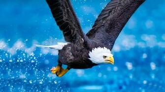 Flying Eagle HD Wallpaper