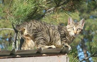 American Bobtail Cat Computer Screen Saver Pc Desktop Wallpaper