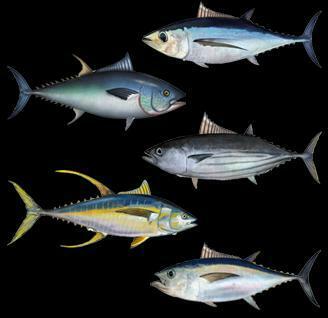 Tuna Photos And Wallpaper Nice Pictures