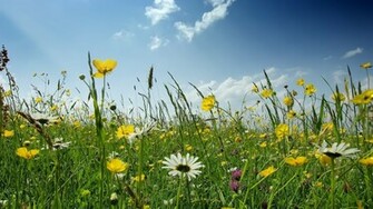 Wildflowers Flower HD Wallpaper Jpg