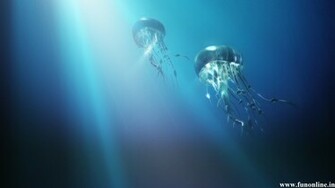 Jellyfish Wallpaper Underwater Jellyfishes