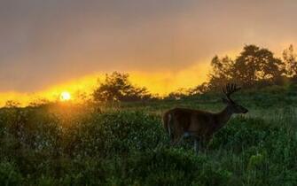 Fall Wallpaper With Deer Animal