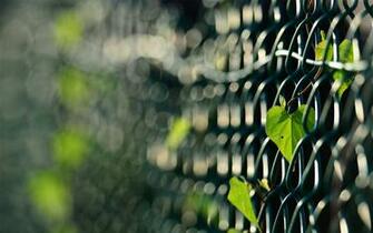 Tags Chain Fallen Fence Leaves Link Macro Winter