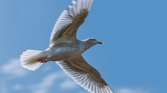 White Dove HD Photo Wallpaper