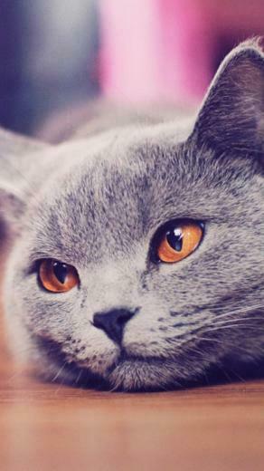 Cat Galaxy S4 Wallpaper HD