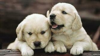 Weekly Wallpaper Cute Baby Animals Lifehacker Australia
